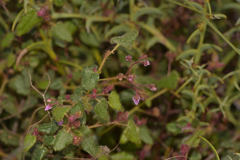 Lasiopetalum rutilans photo 5