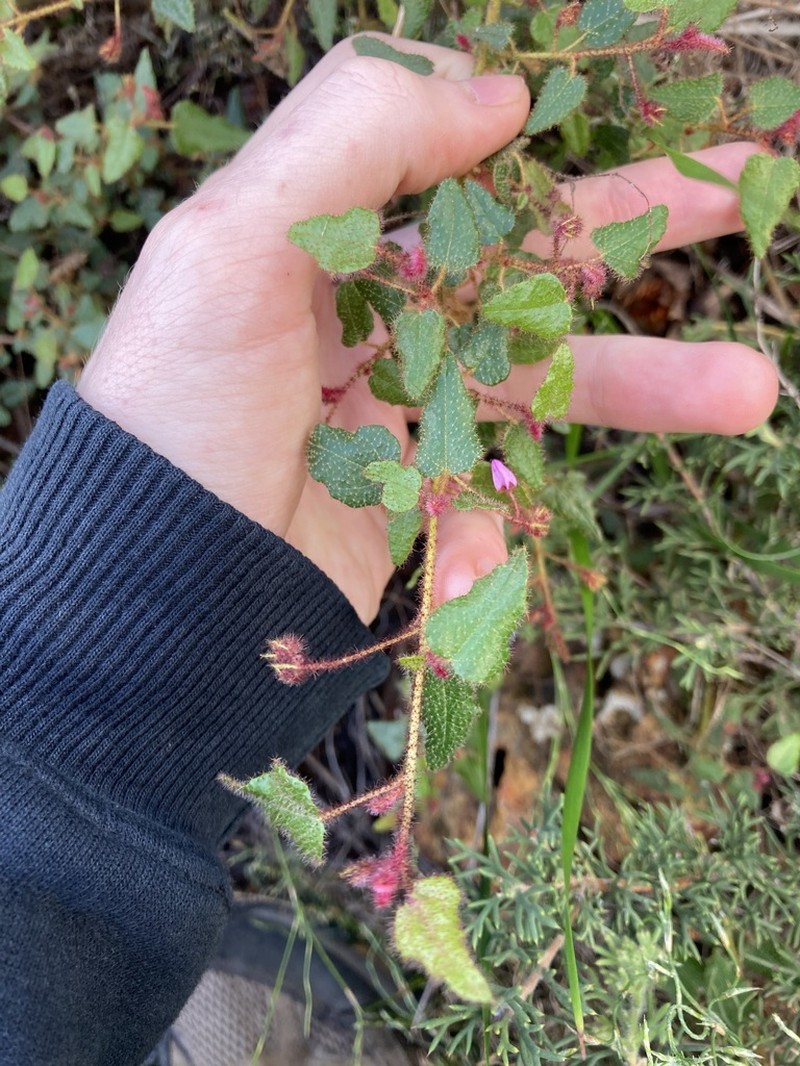 Lasiopetalum rutilans photo 6