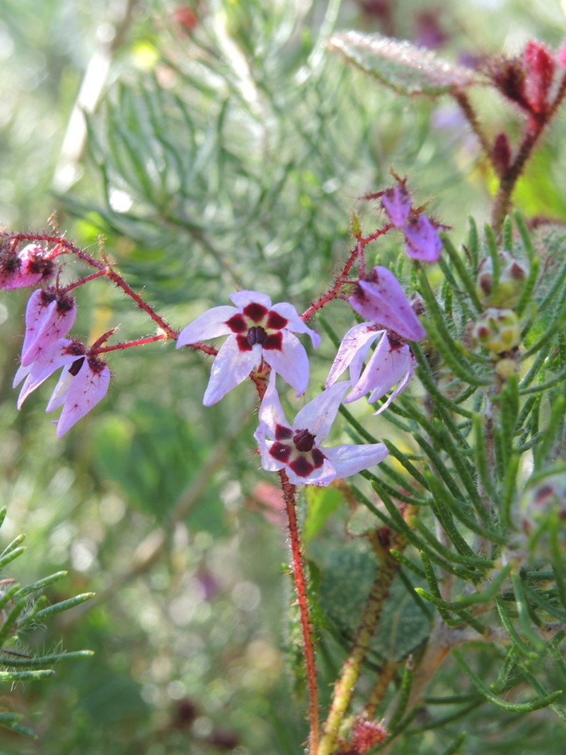 Lasiopetalum rutilans photo 7