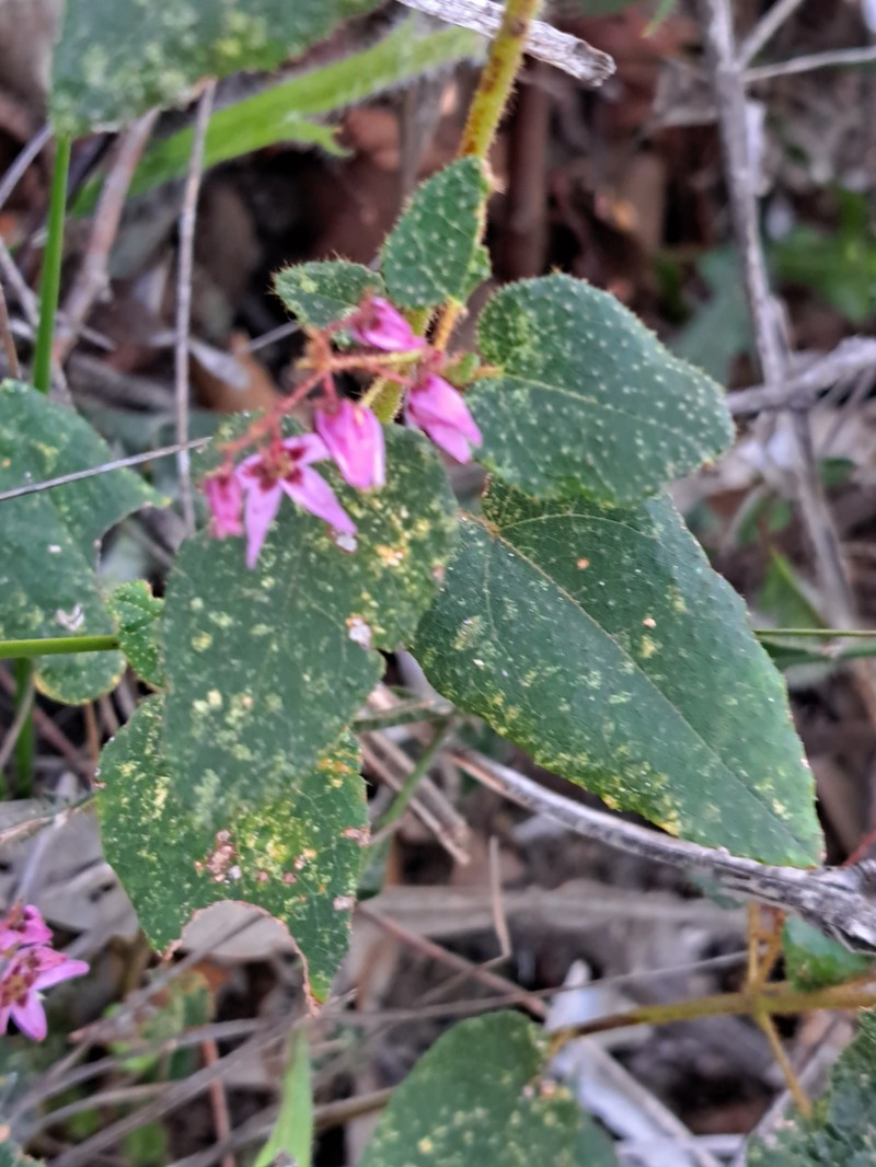 Lasiopetalum rutilans photo 8