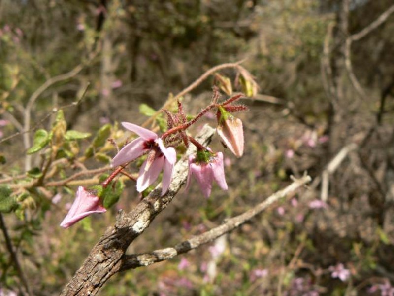 Lasiopetalum trichantherum