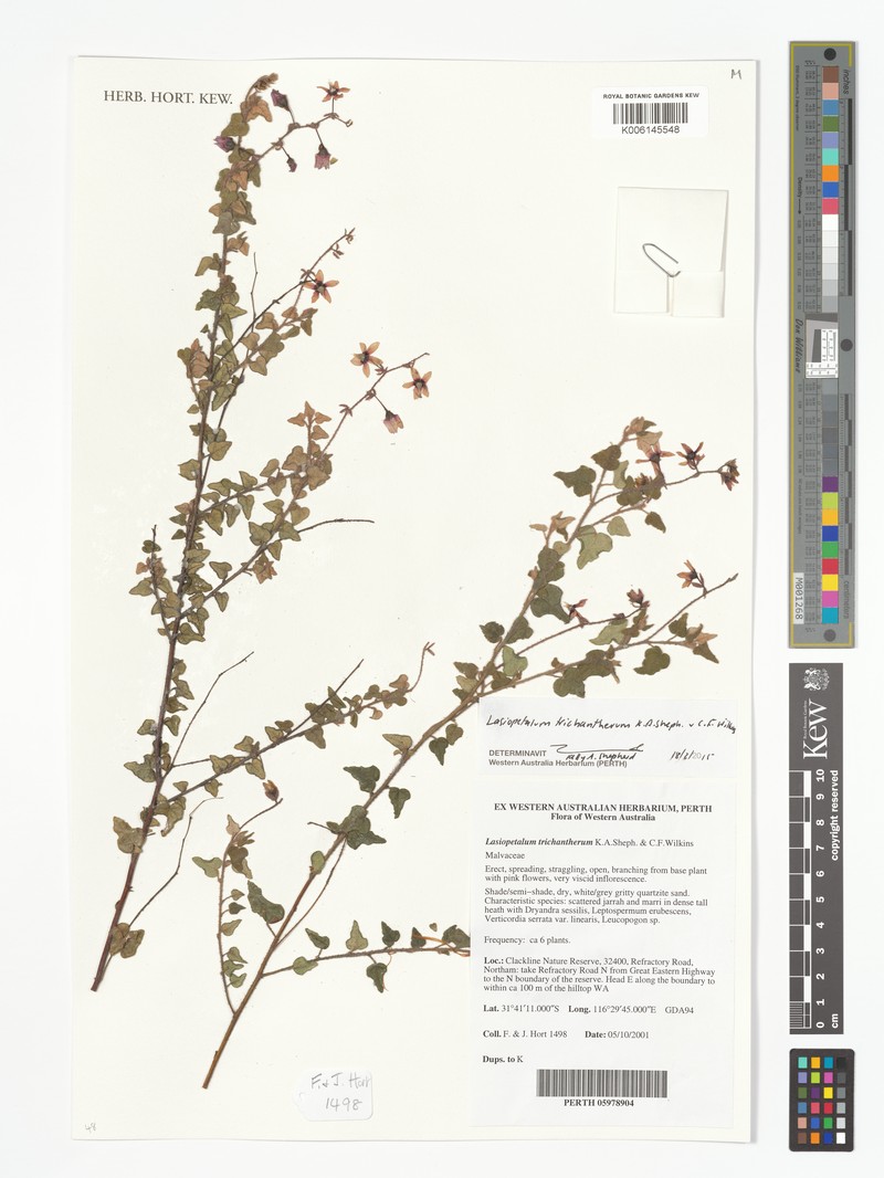 Lasiopetalum trichantherum photo 2