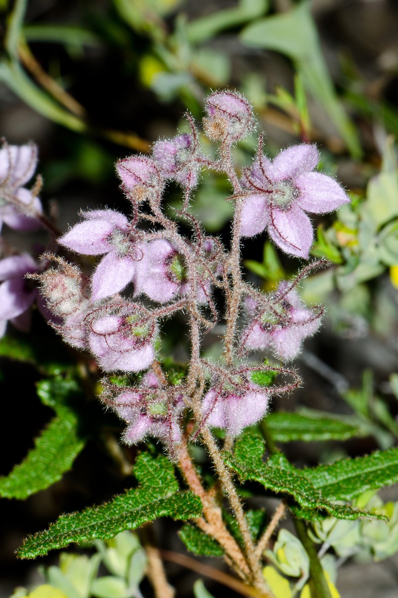 Lasiopetalum venustum