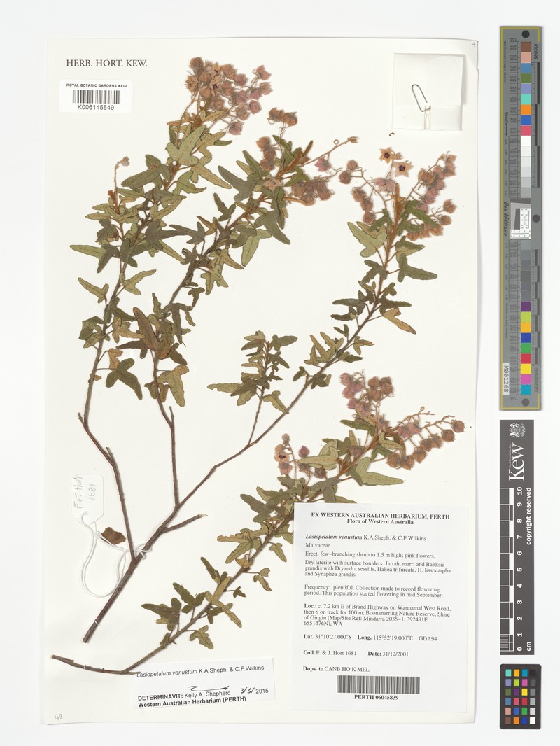 Lasiopetalum venustum photo 5