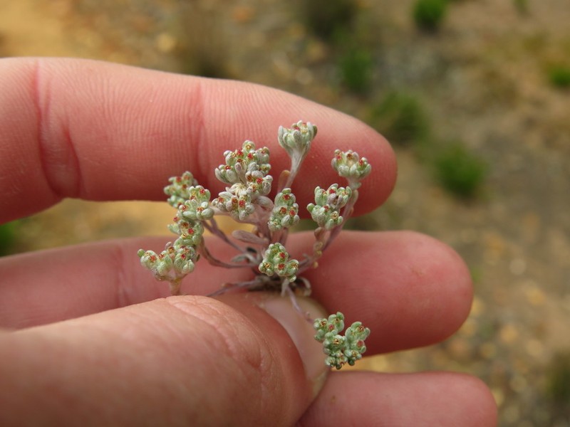Lasiopogon brachypterus