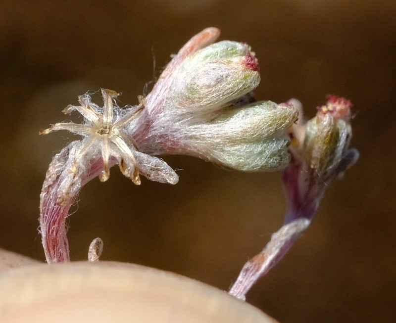 Lasiopogon brachypterus photo 2