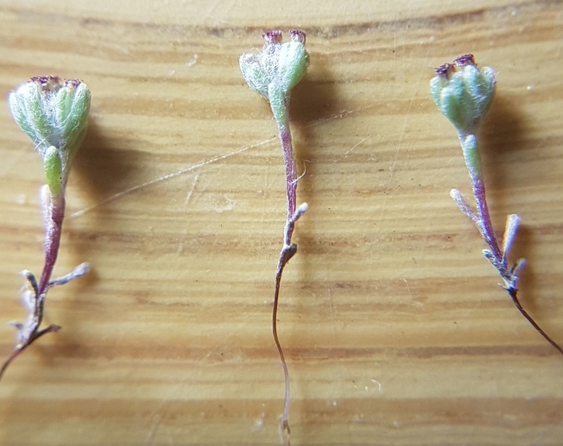 Lasiopogon brachypterus photo 3