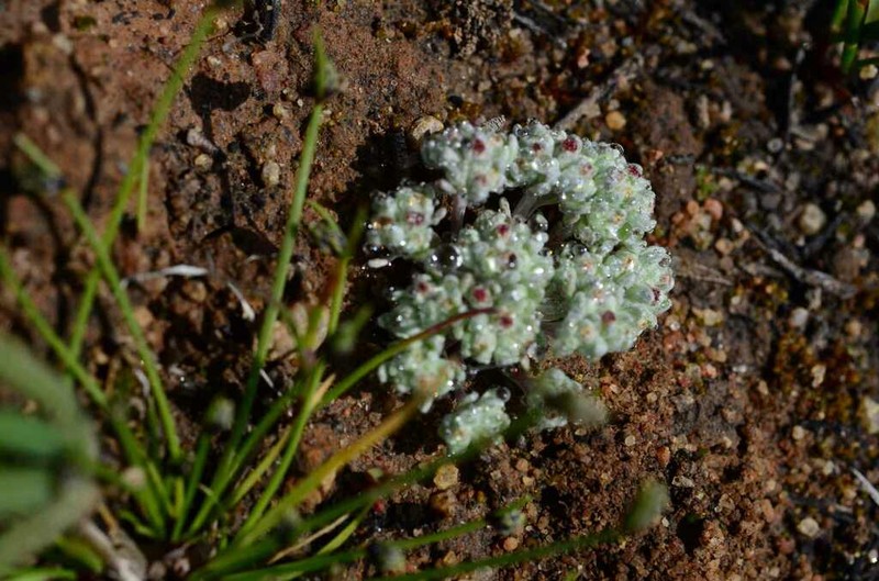Lasiopogon brachypterus photo 4