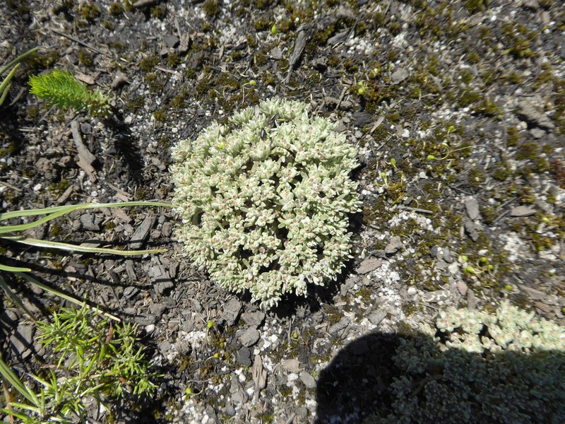 Lasiopogon brachypterus photo 6