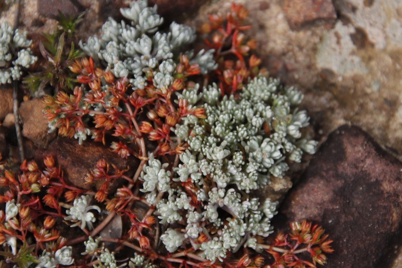 Lasiopogon brachypterus photo 8