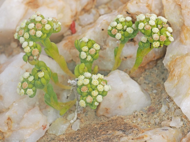 Lasiopogon debilis