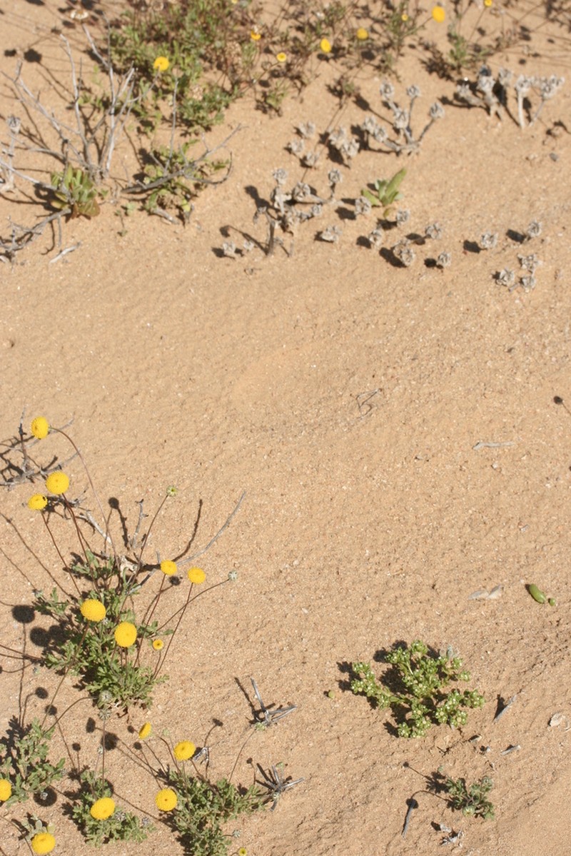 Lasiopogon debilis photo 2