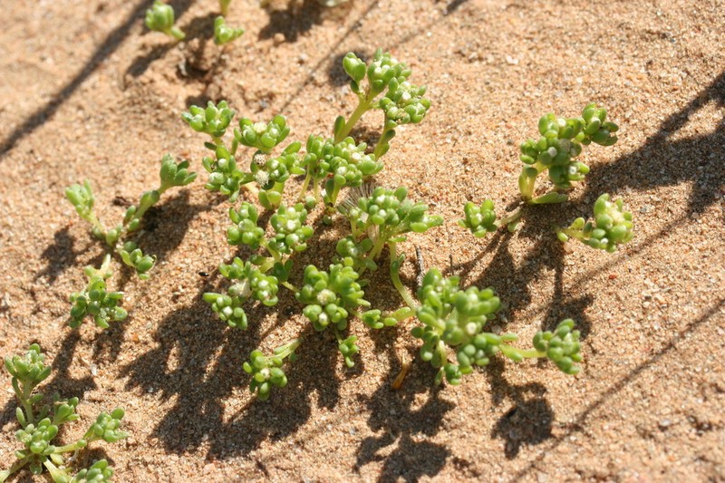 Lasiopogon debilis photo 3