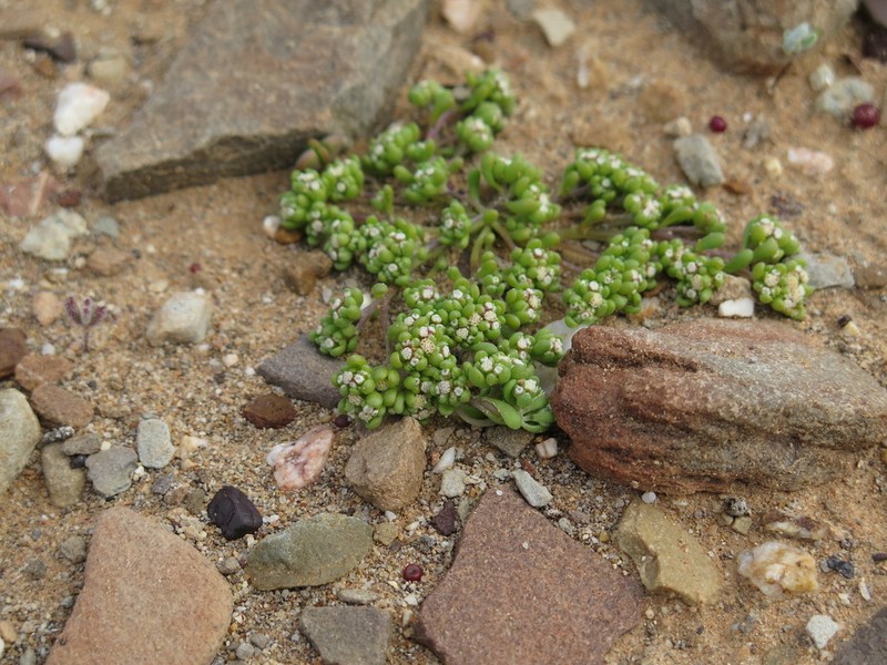 Lasiopogon debilis photo 4