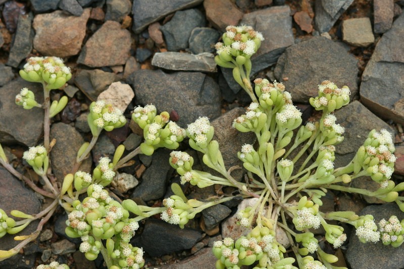 Lasiopogon debilis photo 5