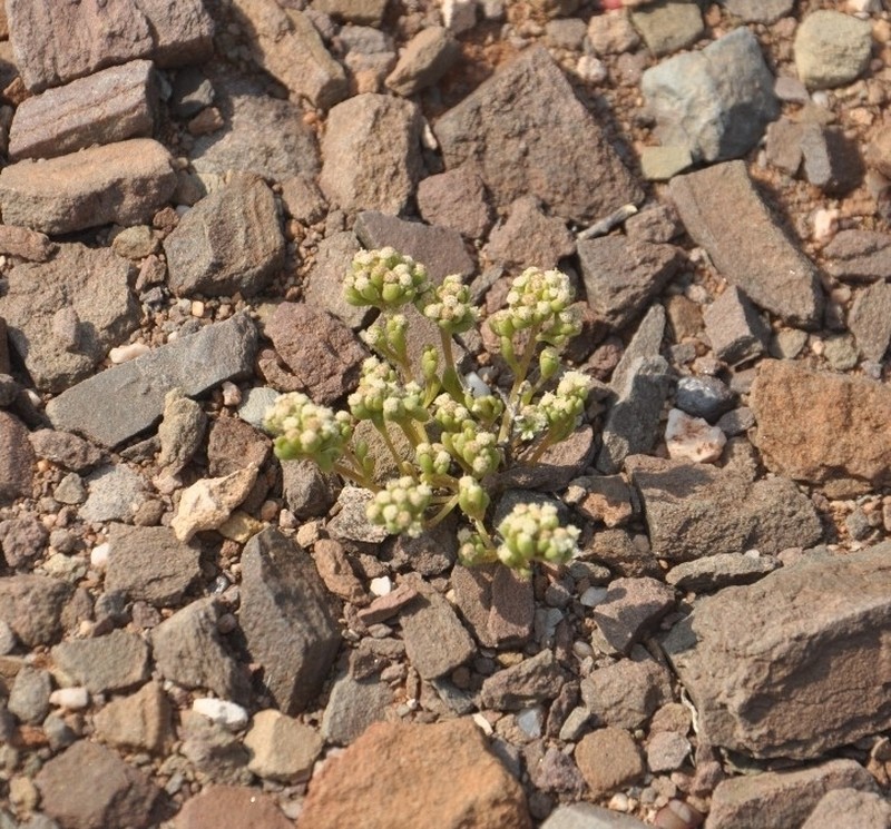 Lasiopogon debilis photo 6