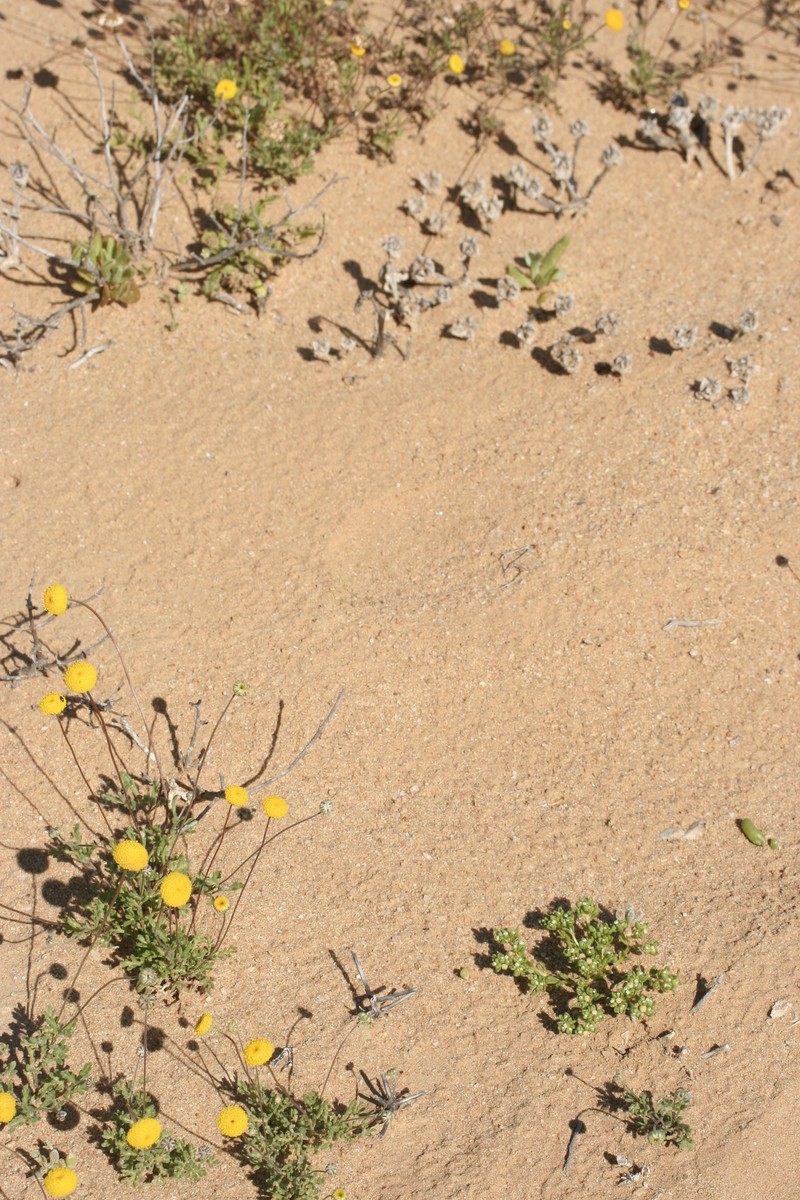 Lasiopogon debilis photo 8