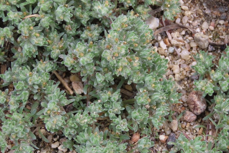 Lasiopogon glomerulatus