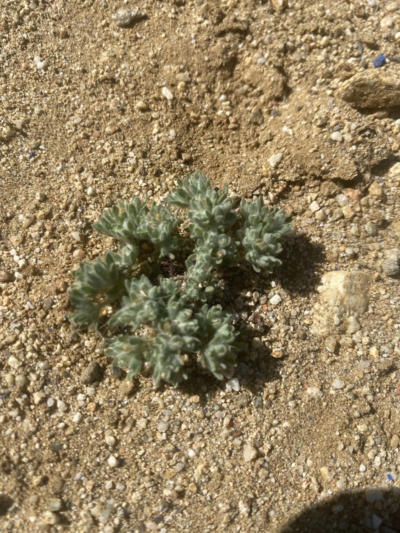 Lasiopogon glomerulatus photo 3