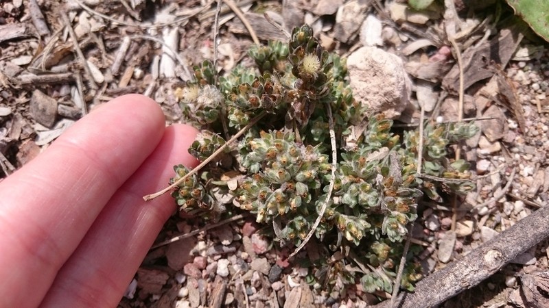 Lasiopogon glomerulatus photo 4