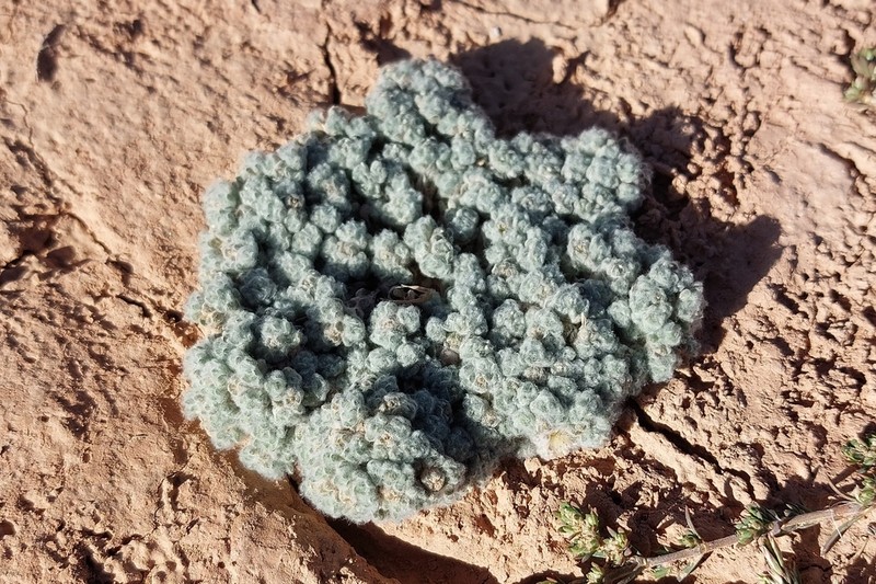 Lasiopogon muscoides