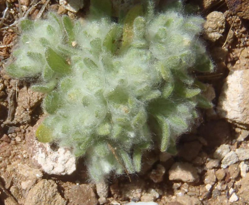 Lasiopogon muscoides photo 2