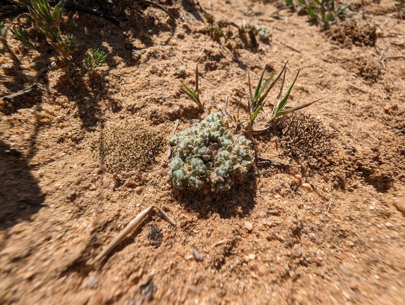Lasiopogon muscoides photo 3