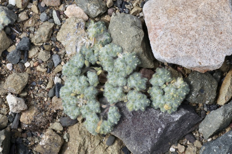 Lasiopogon muscoides photo 4