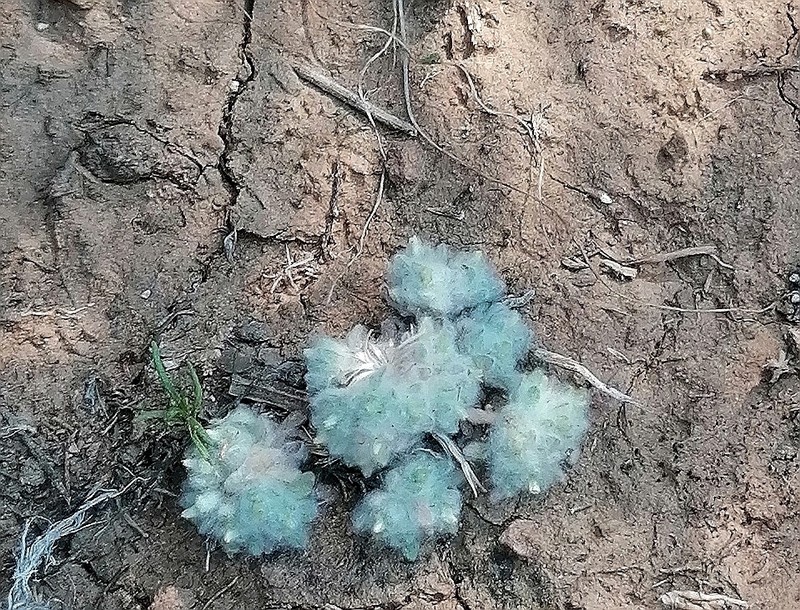 Lasiopogon muscoides photo 5