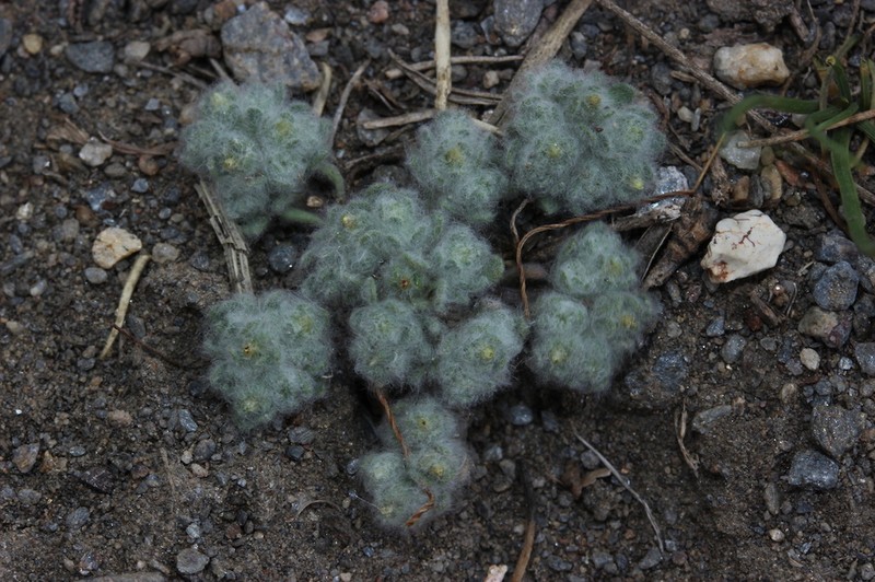 Lasiopogon muscoides photo 6