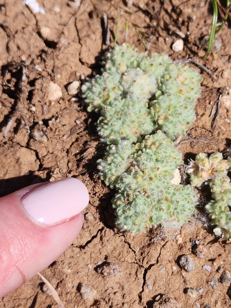 Lasiopogon muscoides photo 7