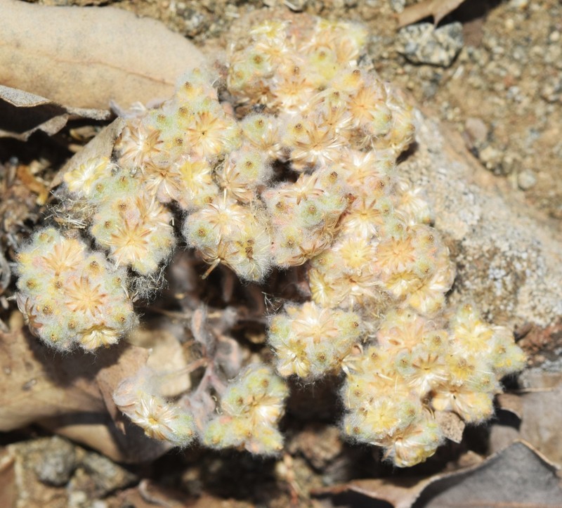 Lasiopogon muscoides photo 8
