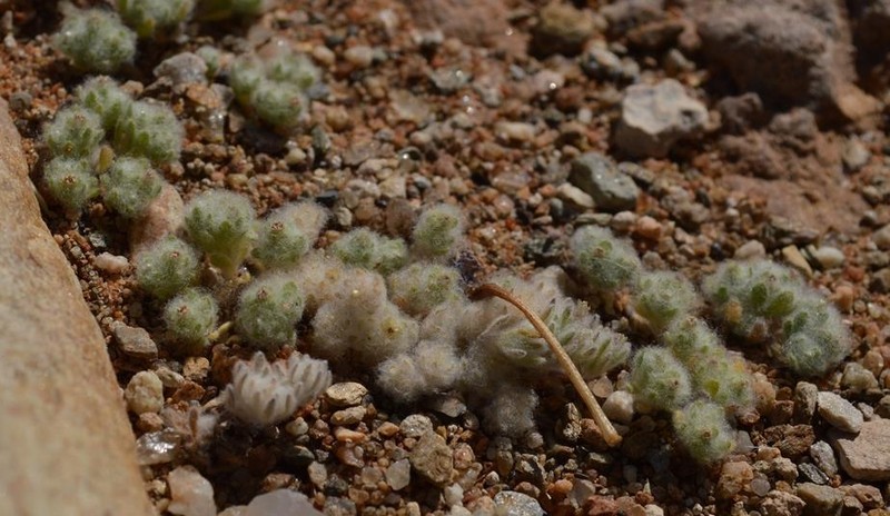 Lasiopogon ponticulus