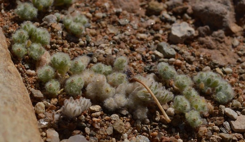 Lasiopogon ponticulus photo 2