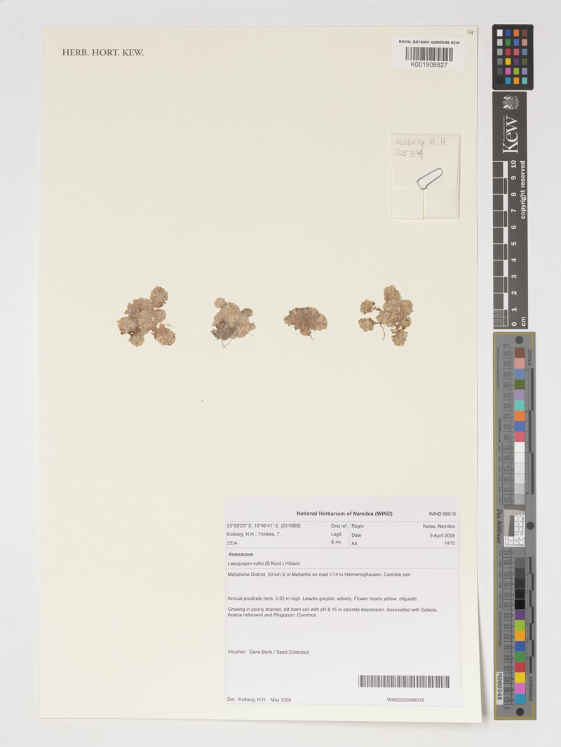 Lasiopogon volkii photo 2