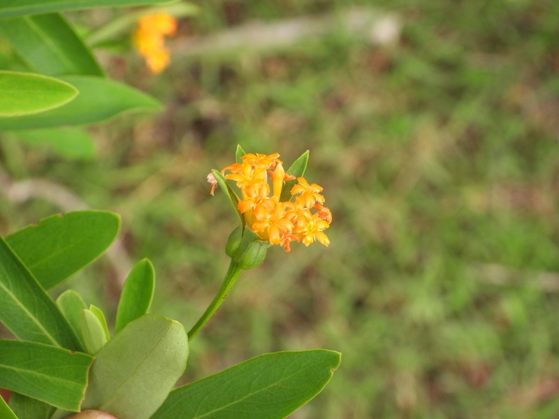 Lasiosiphon daphnifolius