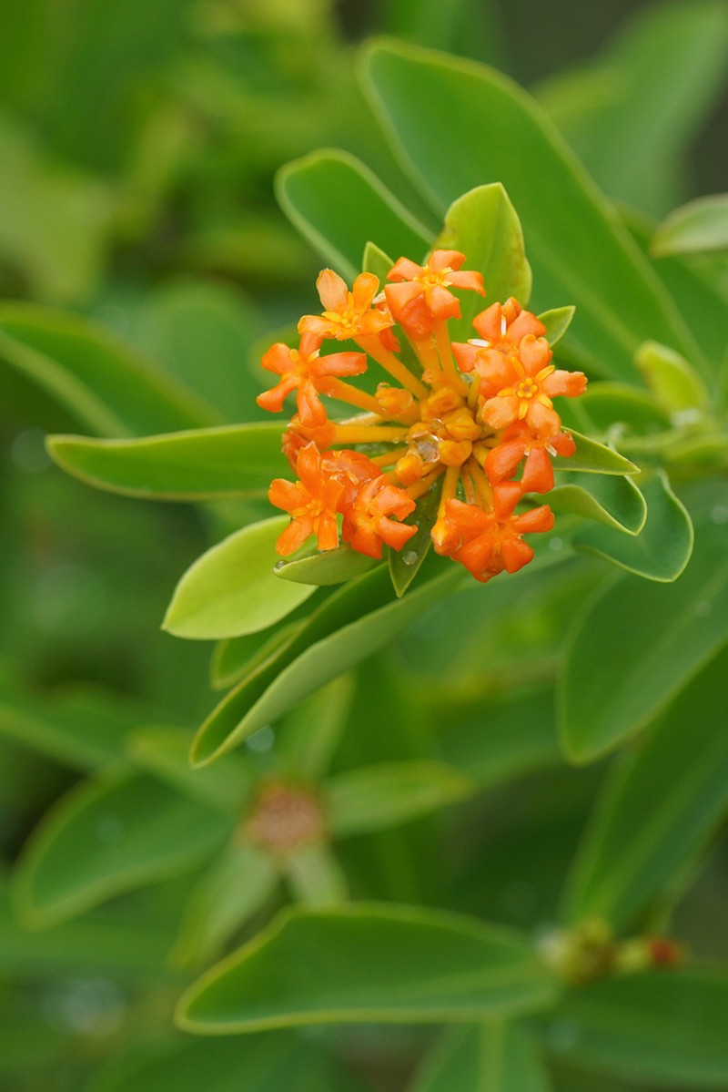 Lasiosiphon daphnifolius photo 2