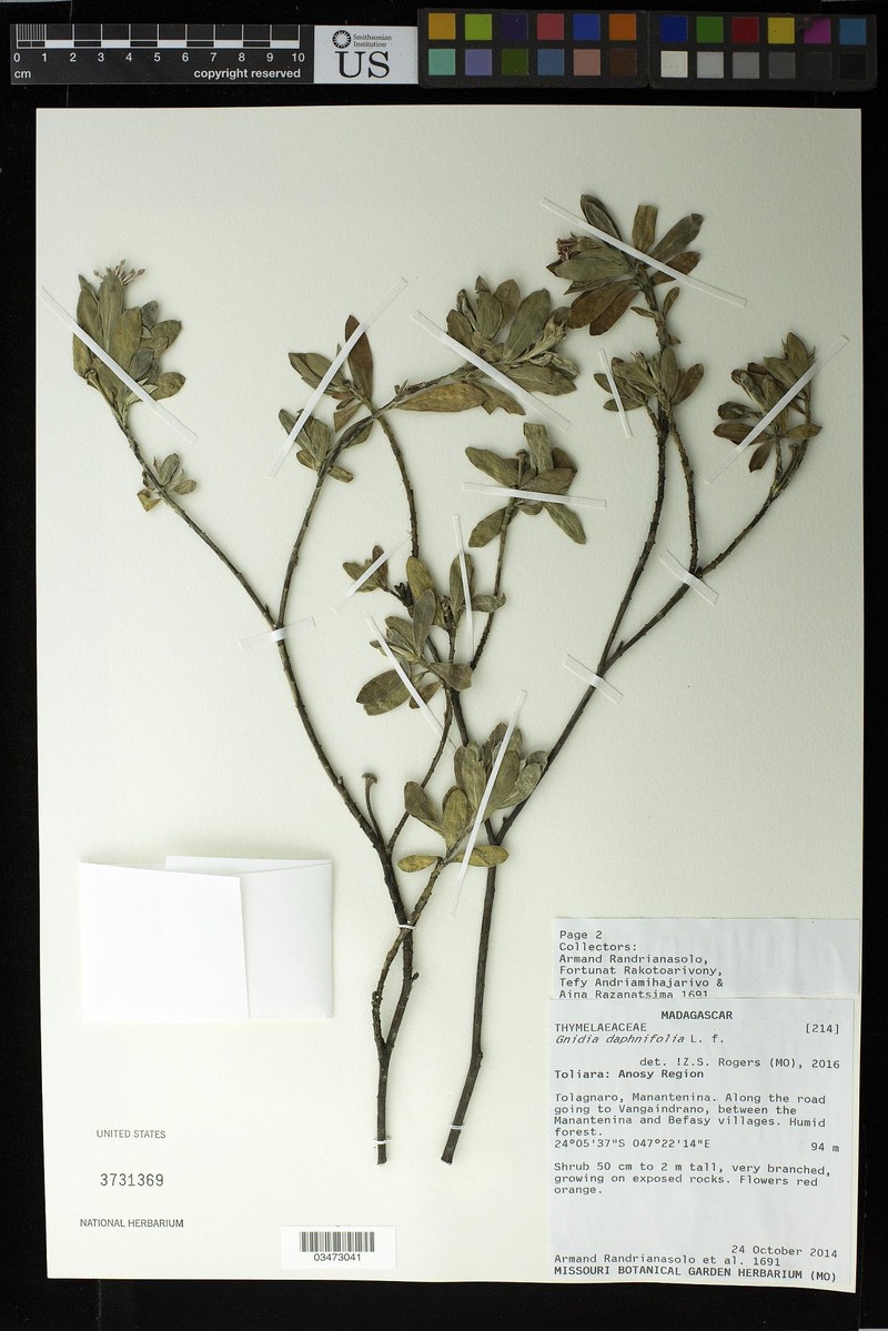 Lasiosiphon daphnifolius photo 3