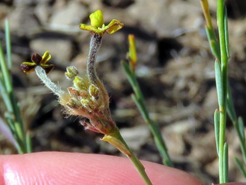 Lasiosiphon kuntzei
