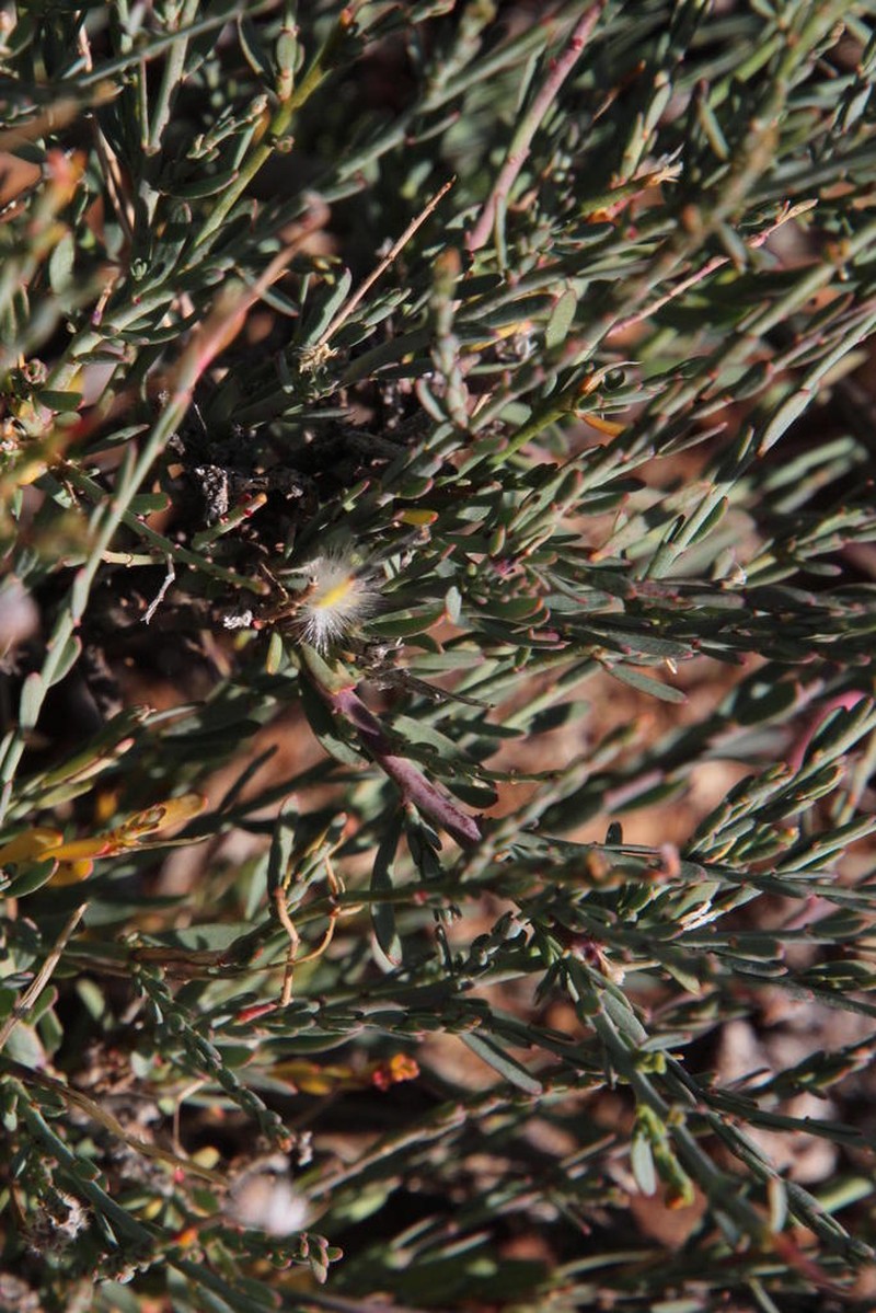 Lasiosiphon kuntzei photo 2