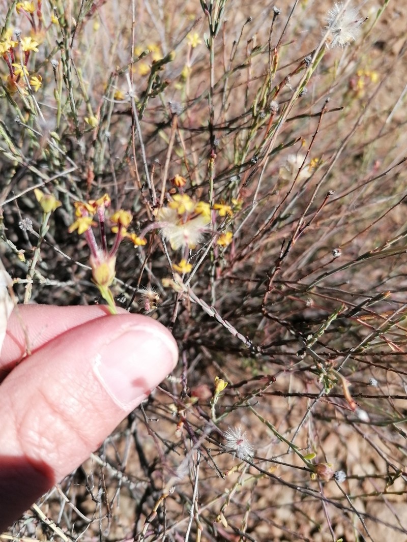 Lasiosiphon kuntzei photo 3