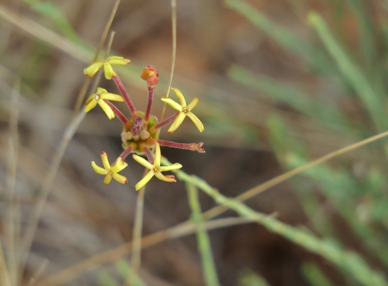 Lasiosiphon kuntzei photo 4
