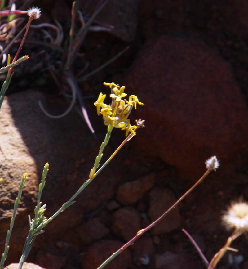 Lasiosiphon kuntzei photo 5