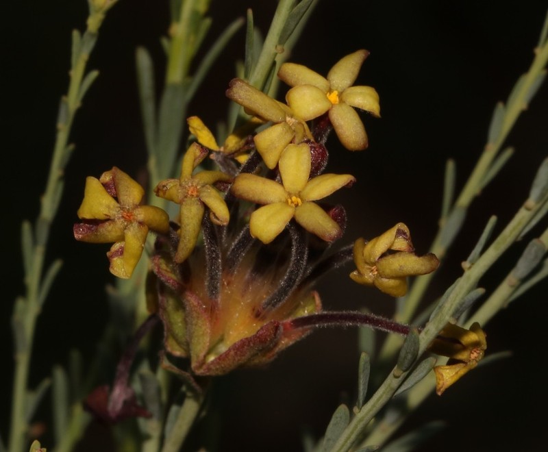 Lasiosiphon kuntzei photo 6