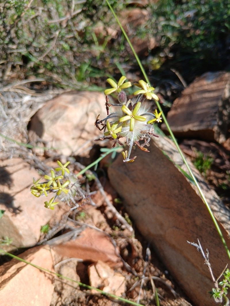 Lasiosiphon kuntzei photo 8