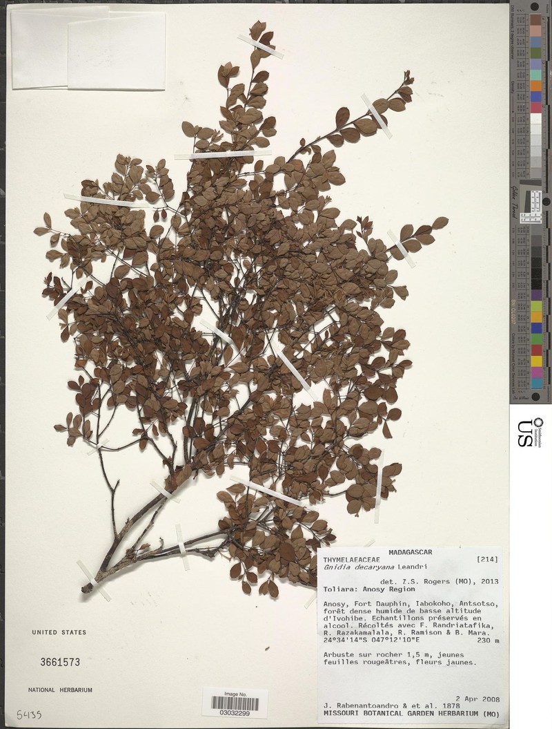 Lasiosiphon leandrianus