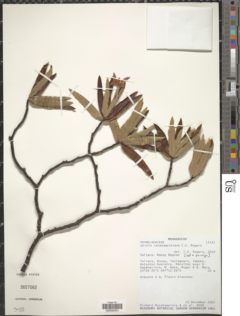 Lasiosiphon razakamalalanus