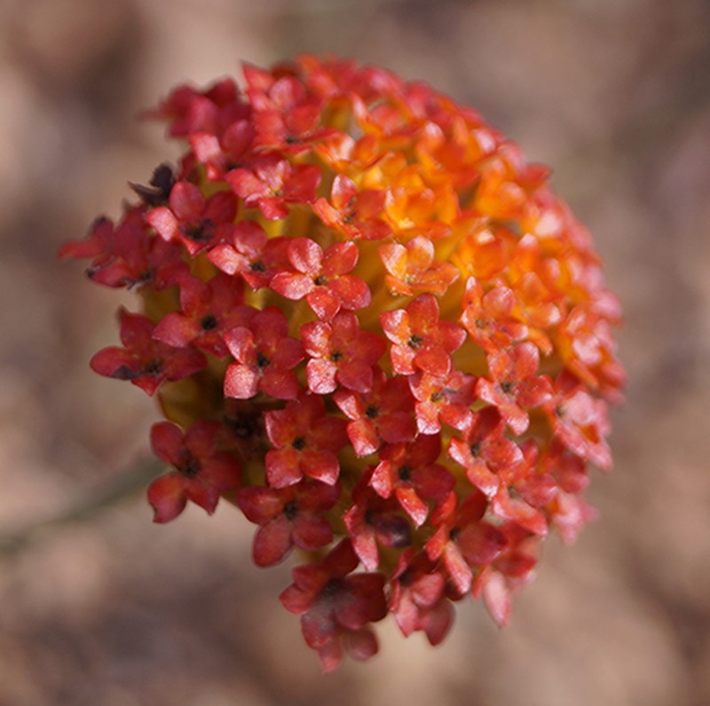 Lasiosiphon somalensis var. somalensis