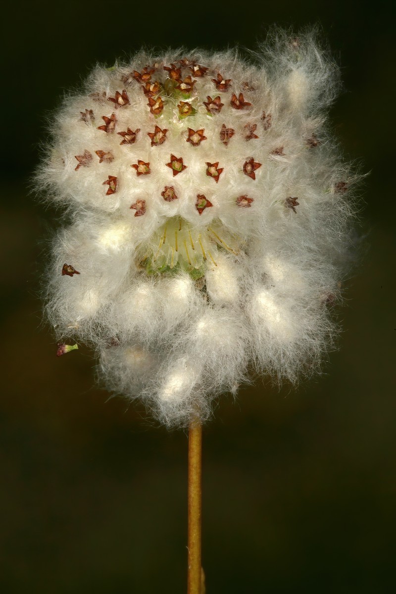 Cocoonhead photo 5