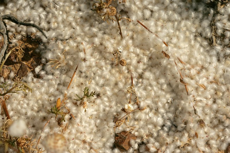 Cocoonhead photo 7